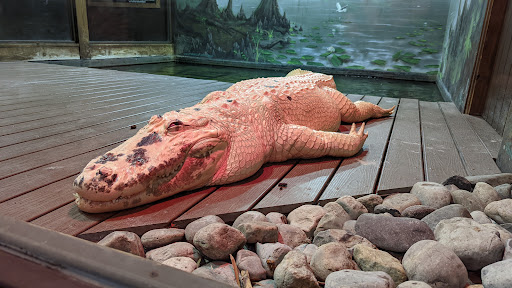 Theme Park «Fun Spot America Theme Parks-Orlando», reviews and photos, 5700 Fun Spot Way, Orlando, FL 32819, USA