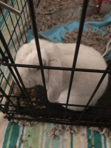 Triple 'T' Rabbitry Mini Rex