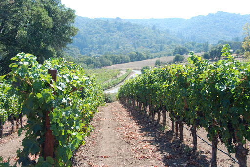 Winery «Laurel Glen Vineyard», reviews and photos, 969 Carquinez Ave, Glen Ellen, CA 95442, USA
