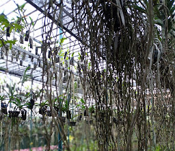 Kebun HBO photo