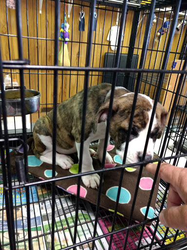 Diva's N Dude's Puppies & Kittens