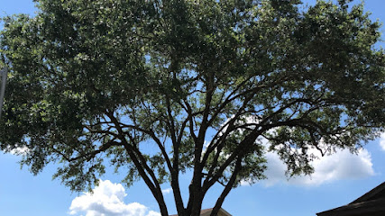T&T Tree Specialist