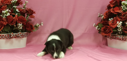 Pet Store «Puppy City», reviews and photos, 3343 Valley Pike, Winchester, VA 22602, USA