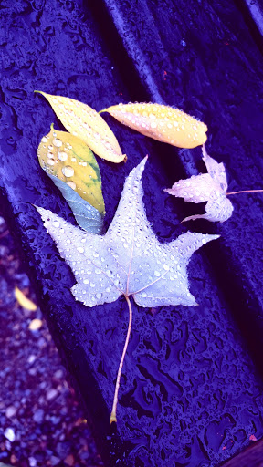 Park «Tukwila Pond Park», reviews and photos, 299 Strander Blvd, Tukwila, WA 98188, USA