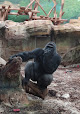 Gorille (22) Amnéville