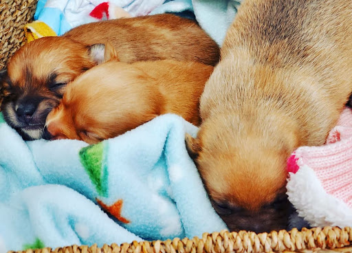 Intercity Animal Emergency Clinic image