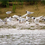 Photo n° 21 de l'avis de bodha.a fait le 17/05/2019 à 14:05 pour Pont de Beaugency à Beaugency