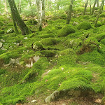 Photo n° 5 de l'avis de Vincent.O fait le 14/08/2021 à 16:59 pour Jardin de Berchigranges à Granges-Aumontzey