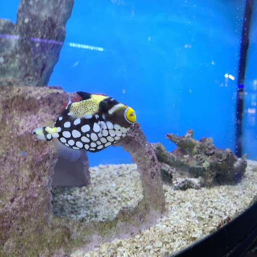 Pet Store «Coral Reef Pet Center», reviews and photos, 7723 W Lawrence Ave, Norridge, IL 60706, USA