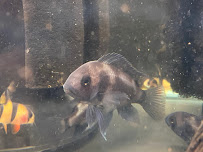 Aqua Concepts Hawaii - Photo 3 - Car repair in Honolulu, HI, Honolulu