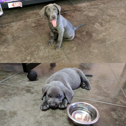 Pet Supply Store «Bow Wow & Meow», reviews and photos, 11607 Maumelle Blvd, North Little Rock, AR 72113, USA