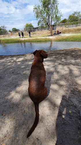 Patitas Club Canino - Dog park in Ameca, Mexico 