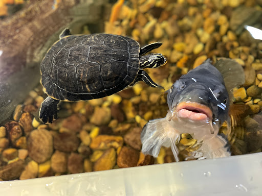 Aquarium «SeaQuest Interactive Aquarium», reviews and photos, 1201 N Hill Field Rd #1072, Layton, UT 84041, USA