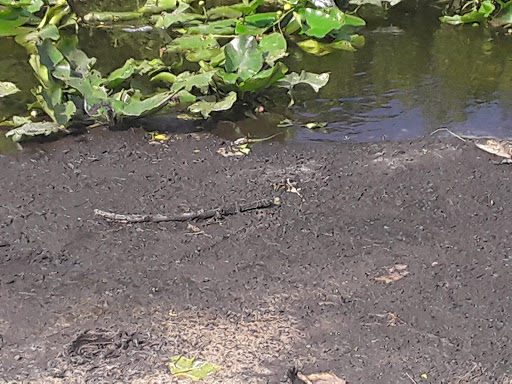 Golf Course «Buffalo Creek Golf Course», reviews and photos, 8100 69th St E, Palmetto, FL 34221, USA