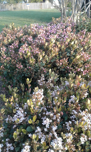 Coffee Shop «Starbucks», reviews and photos, 271 W Main St, Woodland, CA 95695, USA