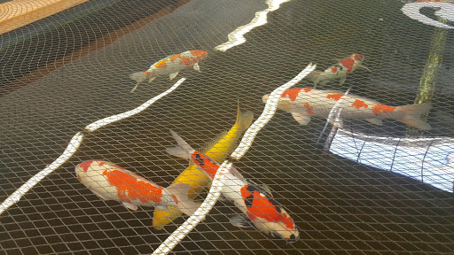 Pond fish supplier Costa Mesa