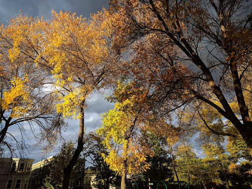 Park «Raymond Park», reviews and photos, Raymond St, Cambridge, MA 02140, USA