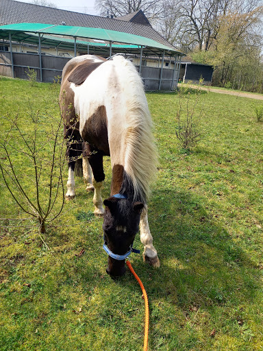 Reitsportzentrum Hamzek Gut Neuhöfgen