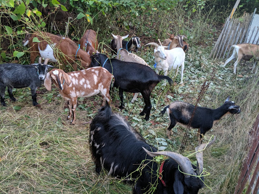 Fortress «Battery Weed», reviews and photos, N Weed Rd, Staten Island, NY 10305, USA