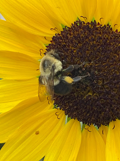 Produce Market «Kroul Farms», reviews and photos, 245 IA-1, Mt Vernon, IA 52314, USA