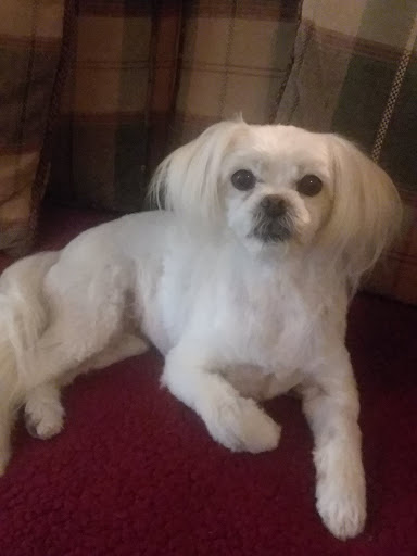 Pet Store «PetSmart», reviews and photos, 213 Greenville Hwy, Hendersonville, NC 28792, USA