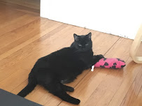 Heads and Tails Pet Service - Photo 3 - Car repair in Revere, MA, Boston