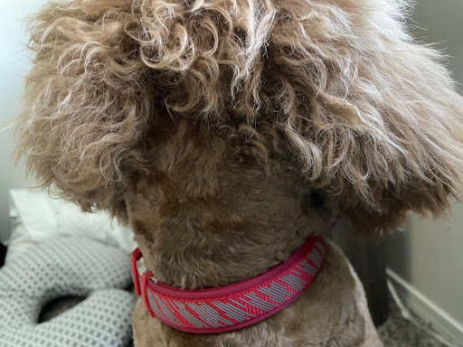 Pet Supply Store «Petco Animal Supplies», reviews and photos, 195 E 12300 S, Draper, UT 84020, USA