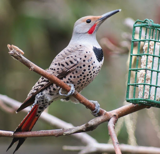 Bird Shop «Wild Birds Unlimited», reviews and photos, 1210 Commercial St SE, Salem, OR 97302, USA