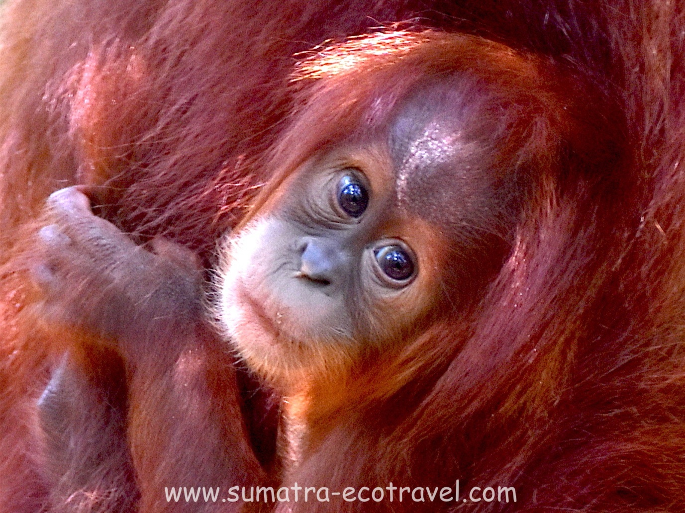 Sumatra Ecotravel Bukit Lawang Photo