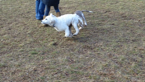 Dog Trainer «Awesome Dawgs Dog Training LLC», reviews and photos, 3052 Pricetown Rd, Temple, PA 19560, USA