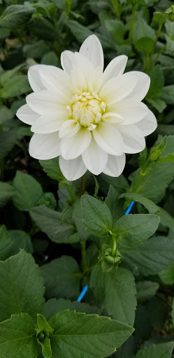 Florist «Pinewood and Posies», reviews and photos, 4547 White Oak Rd, Paradise, PA 17562, USA