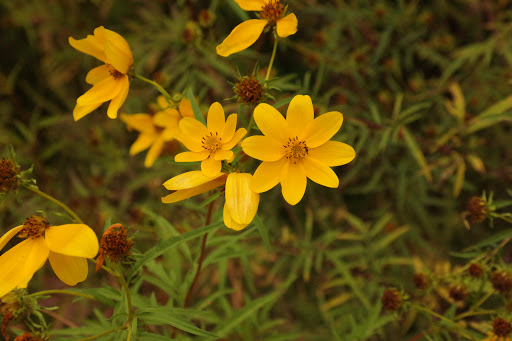 Nature Preserve «Sourland Mountain Preserve», reviews and photos, 421 E Mountain Rd, Hillsborough Township, NJ 08844, USA