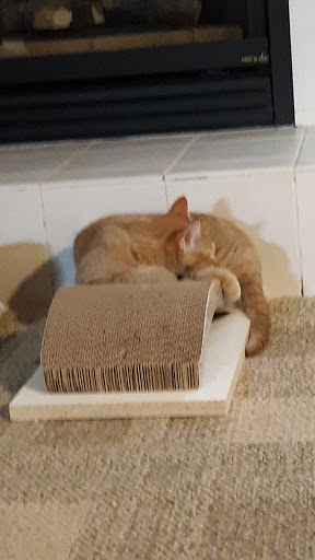 Pet Supply Store «Chow Hound Pet Supplies», reviews and photos, 660 Chicago Dr, Holland, MI 49423, USA