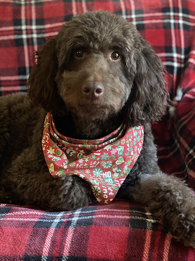 Kennel «Pampered Pets», reviews and photos, 601 Concord Ave, Charlottesville, VA 22903, USA