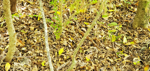 Park «Getzendaner Park», reviews and photos, 400 S Grand Ave, Waxahachie, TX 75165, USA