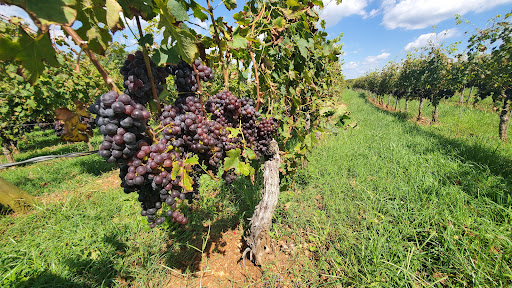 Winery «Barboursville Vineyards», reviews and photos, 17655 Winery Rd, Barboursville, VA 22923, USA