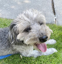 Critter Care Pet Sitting Services - Photo 3 - Car repair in , West Valley City