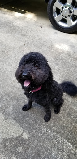 Pet Supply Store «The Stock Market Country Store», reviews and photos, 4479 Dover Pl SE, Conyers, GA 30013, USA