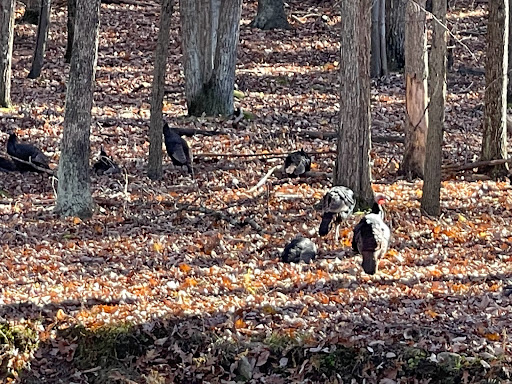 Ski Shop «Eagle Rock Resort Ski Shop», reviews and photos, Country Club Rd, Hazleton, PA 18202, USA