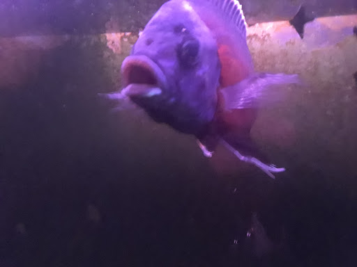 Aquarium «Cichlid World», reviews and photos, 27843 Ford Rd, Garden City, MI 48135, USA