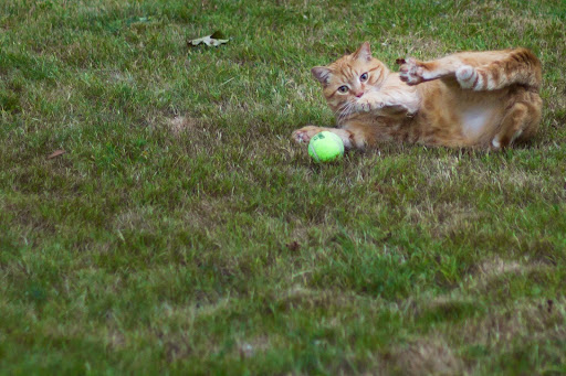 Pet Supply Store «Mud Bay», reviews and photos, 10245 SE 240th St, Kent, WA 98031, USA