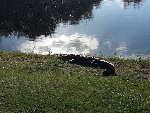 Golf Course «Cypress Creek Golf Club», reviews and photos, 1011 Cypress Village Blvd, Sun City Center, FL 33573, USA