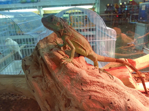 Pet Store «Premium Pet Store», reviews and photos, 1600 E Holt Ave, Pomona, CA 91767, USA