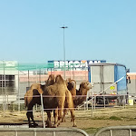 Photo n°7 de l'avis de Antonino.h fait le 29/03/2021 à 23:55 sur le  KFC à Catania