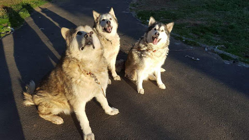 Explore arizona tattoo ideas, creative tattoo ideas in Hood River, available at Hood River Tattoo