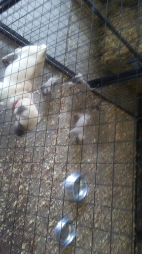 Pet Supply Store «Big Tex Feed & Pet Supply», reviews and photos, 7102 Cullen Blvd, Houston, TX 77021, USA