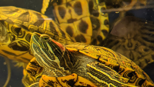 Pet Supply Store «Pet Supplies Plus», reviews and photos, 18956 Livernois Ave, Detroit, MI 48221, USA