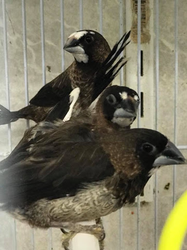 Bird Shop «Paterson Bird Store», reviews and photos, 13 Furler St # 1, Totowa, NJ 07512, USA