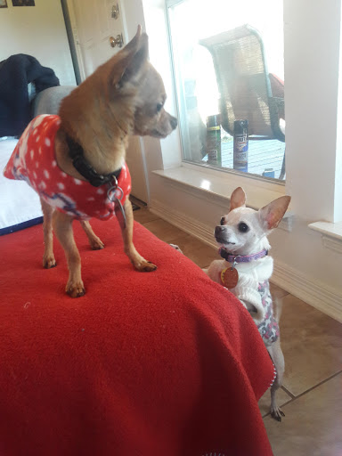 Pet Supply Store «Petco Animal Supplies», reviews and photos, 3194 FM407, Highland Village, TX 75077, USA