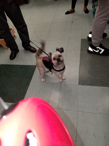 Pet Store «Petland Discounts - Parkchester», reviews and photos, 1949 Westchester Ave, Bronx, NY 10462, USA